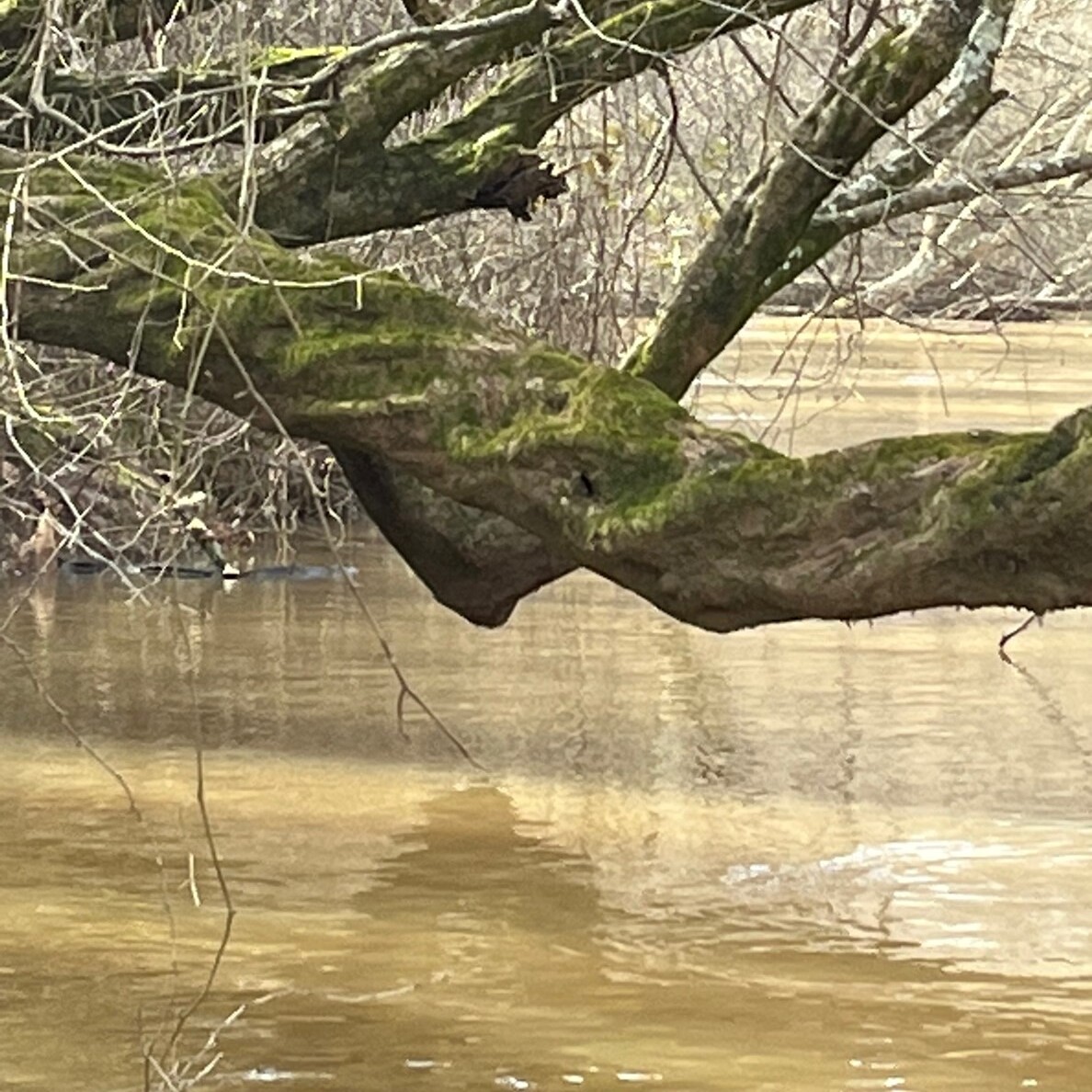 First Saturday Paddle Rossville to Piperton— March 2026 - logo